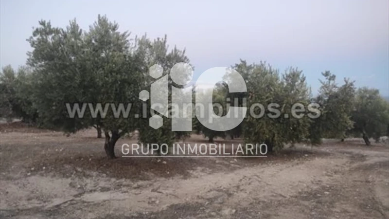 Finca rústica en venta en Calle Termino de Nueva Carteya - Vista 3