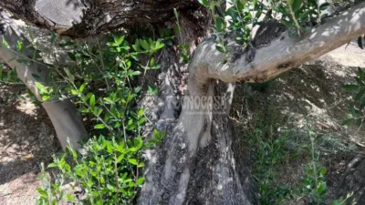 Rustic property in Jaén Capital photo 18