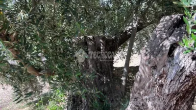 Rustic property in Jaén Capital photo 19