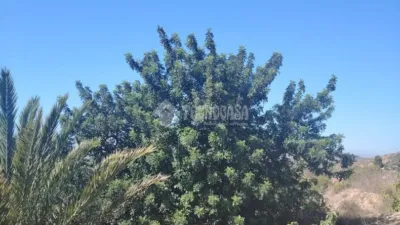 Rustic house in Los Gallardos photo 2