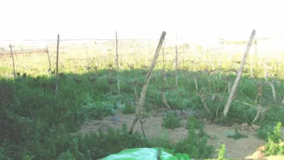 Rustic finca in Tolomo photo 6