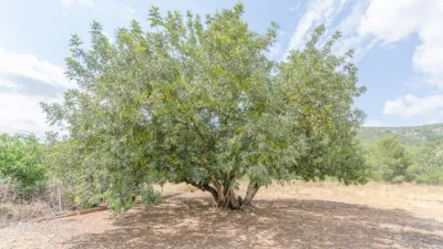 Rustic Finca in Chulilla photo 37