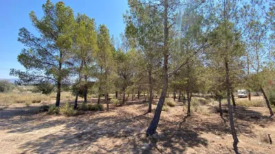 Rustic Finca in Las Trescientas - San Francisco photo 12