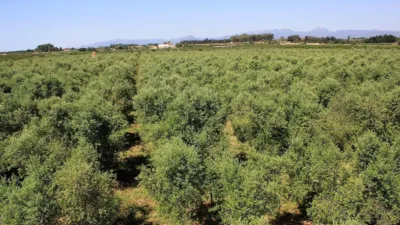 Finca rústica en venta en Carretera de Riudoms a Cambrils, 23, Riudoms de 850.000 €