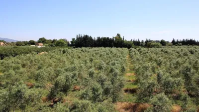 Finca rústica en venta en Carretera de Riudoms a Cambrils, 23, Riudoms de 850.000 €