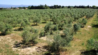 Finca rústica en venta en Carretera de Riudoms a Cambrils, 23, Riudoms de 850.000 €