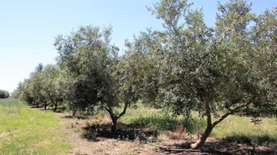 Finca rústica en venta en Carretera de Riudoms a Cambrils, 23, Riudoms de 850.000 €