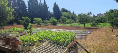 Finca rústica en venta en Carretera de Riudoms a Cambrils, 23, Riudoms de 850.000 €