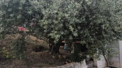 Rustic finca in Andalucia photo 17