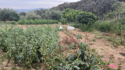 Rustic finca in Andalucia photo 20