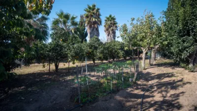 Finca rústica en venta en Calle La Ballena Poligono 9 Parcela 9, Playa de las Tres Piedras-Costa Ballena (Chipiona) de 850.000 €