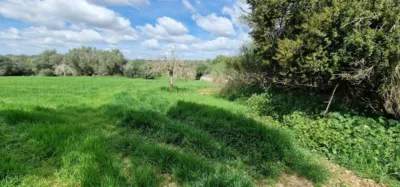 Finca rústica en venta en Mallorca, Manacor de 950.000 €