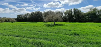 Finca rústica en venta en Mallorca, Manacor de 950.000 €