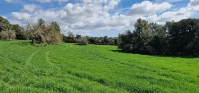 Finca rústica en venta en Mallorca, Manacor de 950.000 €