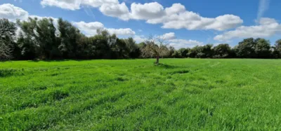 Finca rústica en venta en Mallorca, Manacor de 950.000 €