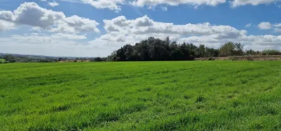 Finca rústica en venta en Mallorca, Manacor de 950.000 €