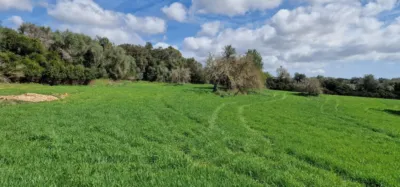 Finca rústica en venta en Mallorca, Manacor de 950.000 €
