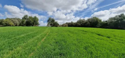Finca rústica en venta en Mallorca, Manacor de 950.000 €