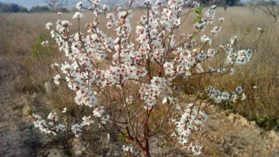 Terreno en venta en Ctra de Hondon de Las Nieves - Más