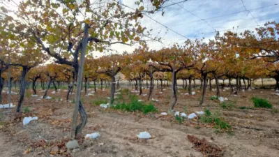 Terreno en venta en Crtra Hondon de Las Nieves - Vista 4
