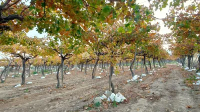 Terreno en venta en Crtra Hondon de Las Nieves - Más