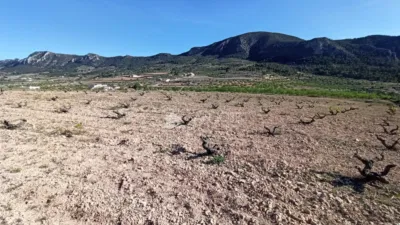 Terreno en venta en Algueña - Més