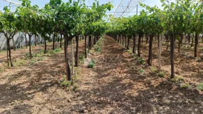 Terreno en venta en Alcaná - Más