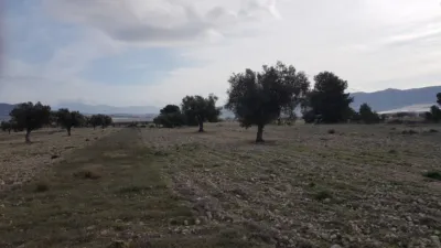 Rustic Finca on Salinas-Monovar Road photo 12