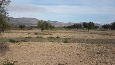 Rustic Finca on Salinas-Monovar Road photo 3
