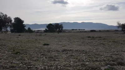 Rustic Finca on Salinas-Monovar Road photo 9