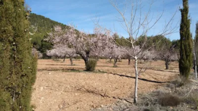 Rustic Finca in Bullas photo 2