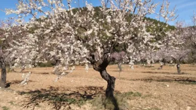 Rustic Finca in Bullas photo 3