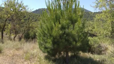 Rustic Finca in Bullas photo 4