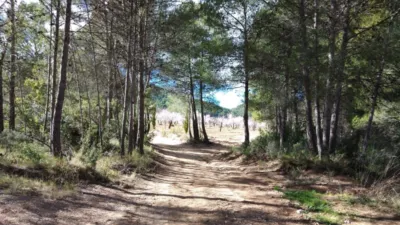 Rustic Finca in Bullas photo 7