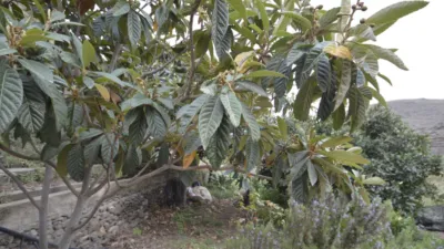 Rustic finca on Calle Balsa Grande photo 41