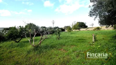 Rustic Finca on Carrer de Manacor photo 19