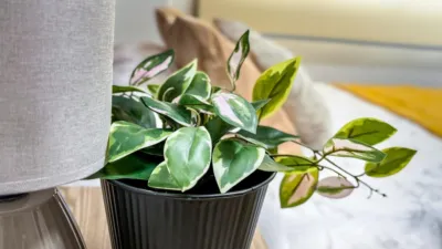 Habitación en alquiler en Calle del Ingeniero Sanchiz Pujalte, Campoamor (Distrito Campoamor-Altozano. Alicante - Alacant) de 320 €<span>/mes</span>