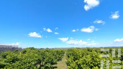 Finca rústica en venta en Carretera CV-50, El Respirall-Santa Maria de Bonaire-El Racó (Alzira) de 415.000 €