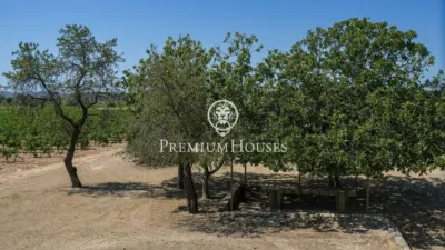 Rustic Finca in Sant Marçal photo 35