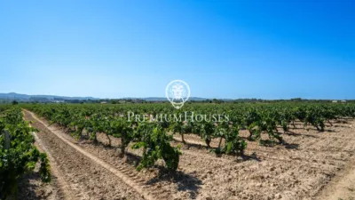 Rustic Finca in Sant Marçal photo 9