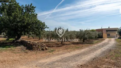 Rustic Finca in Centro photo 52