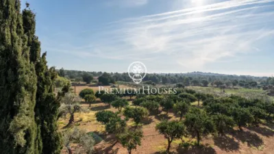 Rustic Finca in Centro photo 7