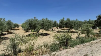 Rustic property on Carretera Arcos Gibalbin photo 80