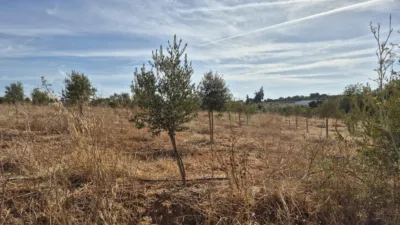 Rustic Farm for Sale in El Pavo photo 8