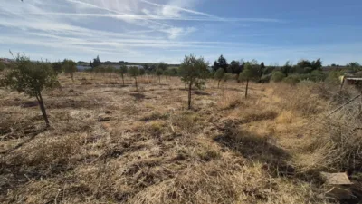Rustic Farm for Sale in El Pavo photo 9