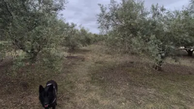 Rustic Farm for Sale in El Pavo photo 21