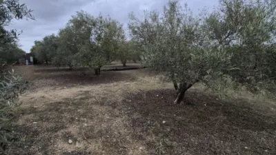 Rustic Farm for Sale in El Pavo photo 22