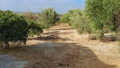 Rustic farm in Junta de los Rios photo 15