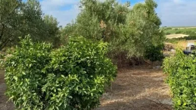 Rustic farm in Junta de los Rios photo 16