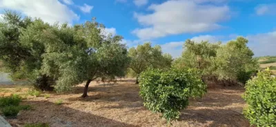 Rustic farm in Junta de los Rios photo 23